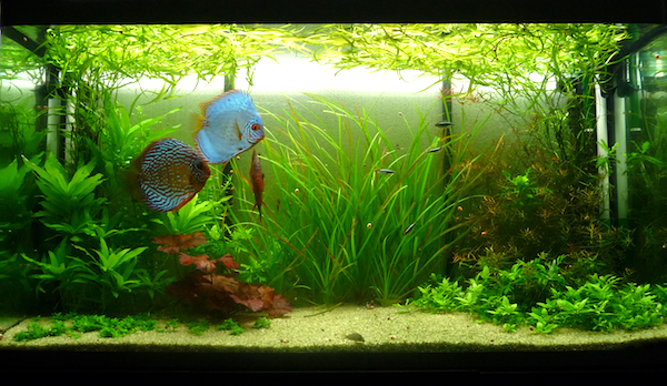 Projet amélioration filtration Osaka-v3